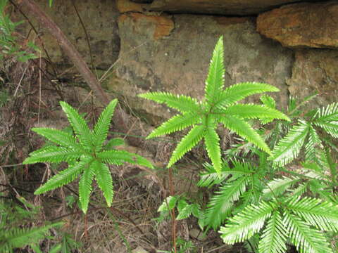 صورة Sticherus flabellatus var. flabellatus