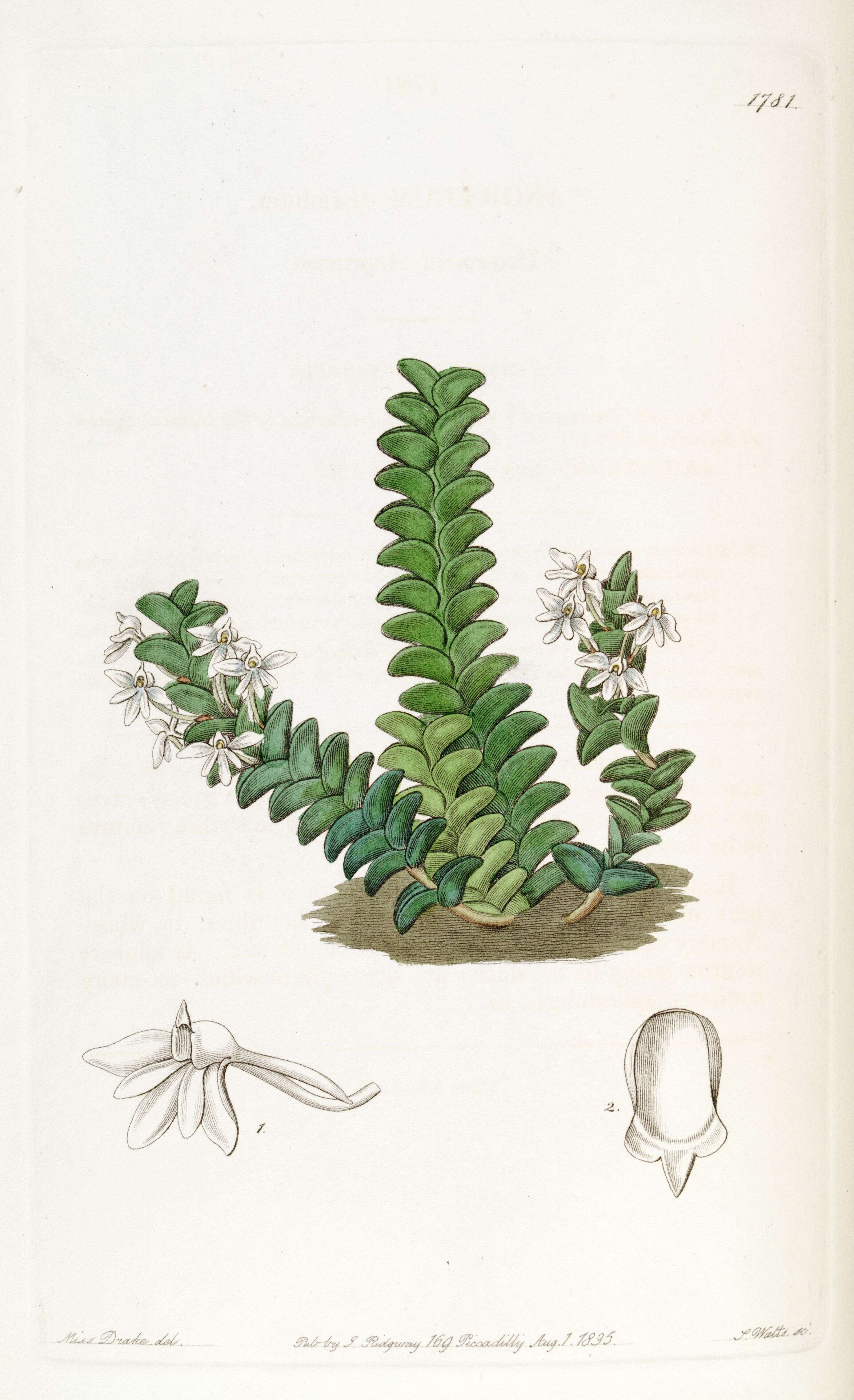 Image of Angraecum distichum Lindl.