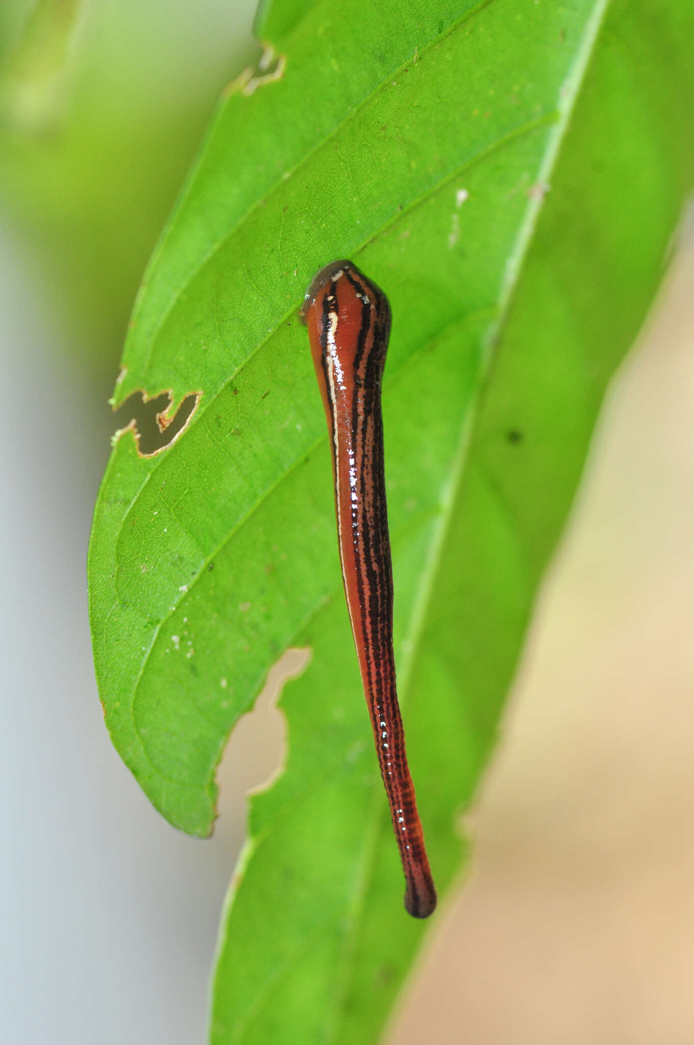 Image of Tiger Leech