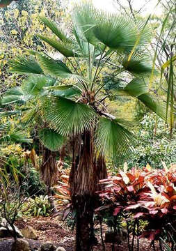 Image of Khasia Hills Fan Palm