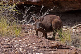 Imagem de Macropus bernardus W. Rothschild 1904