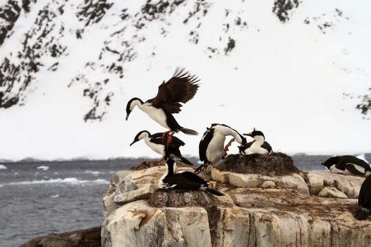 Image of Antarctic Shag