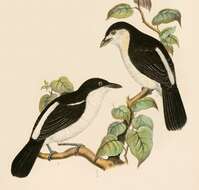 Image of Black-backed Puffback