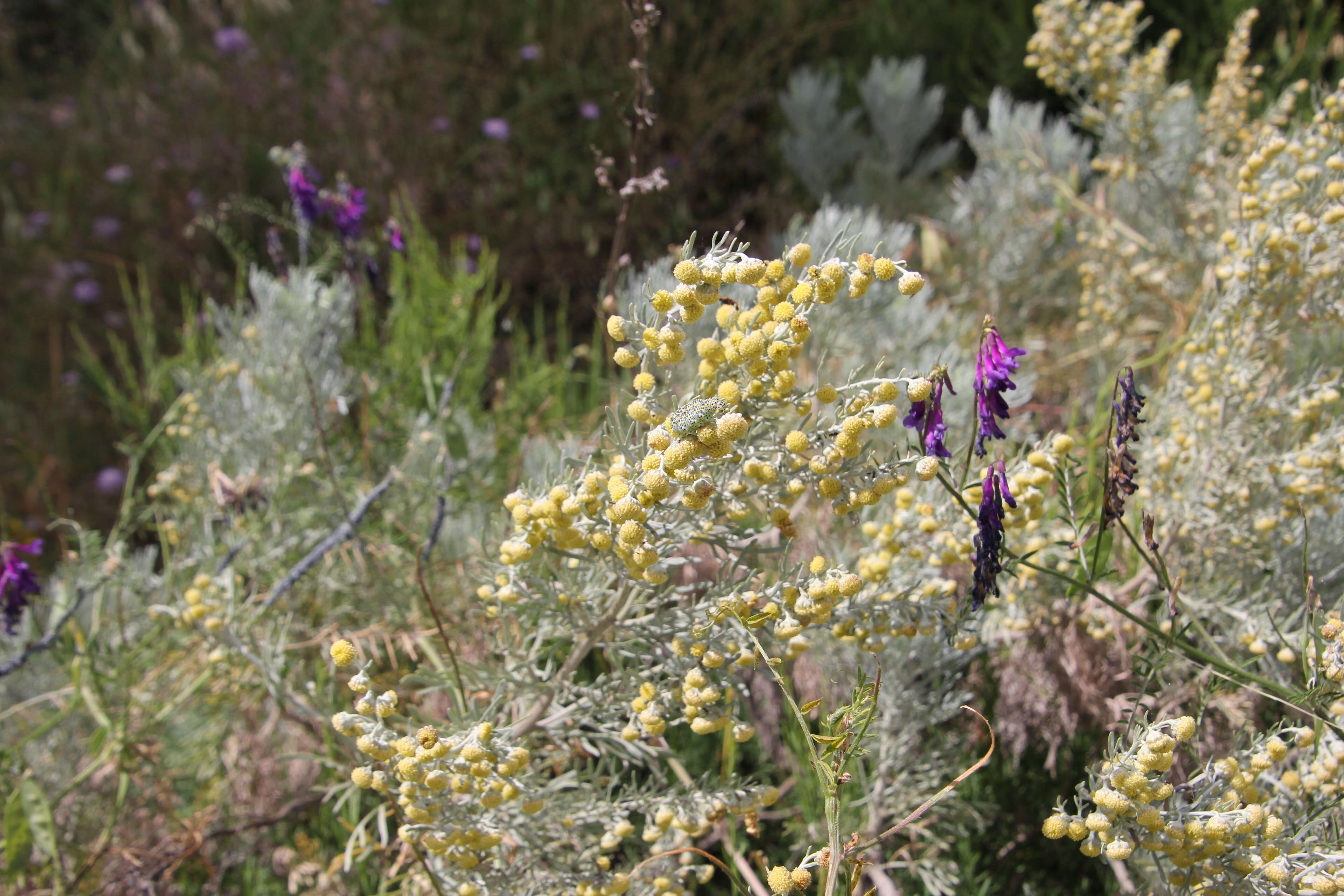 Image of Artemisia arborescens L.