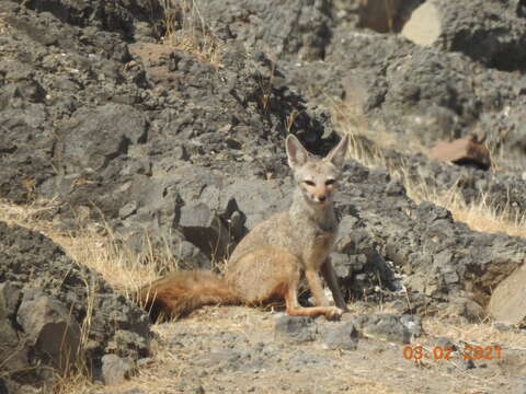 Image of Bengal Fox