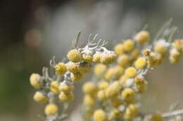 Image of Artemisia arborescens L.