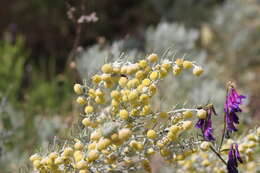 Image of Artemisia arborescens L.