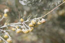 Image of Artemisia arborescens L.