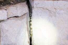 Image of Crevice Spiny Lizard