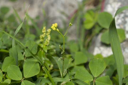 Image of Isatis lusitanica L.