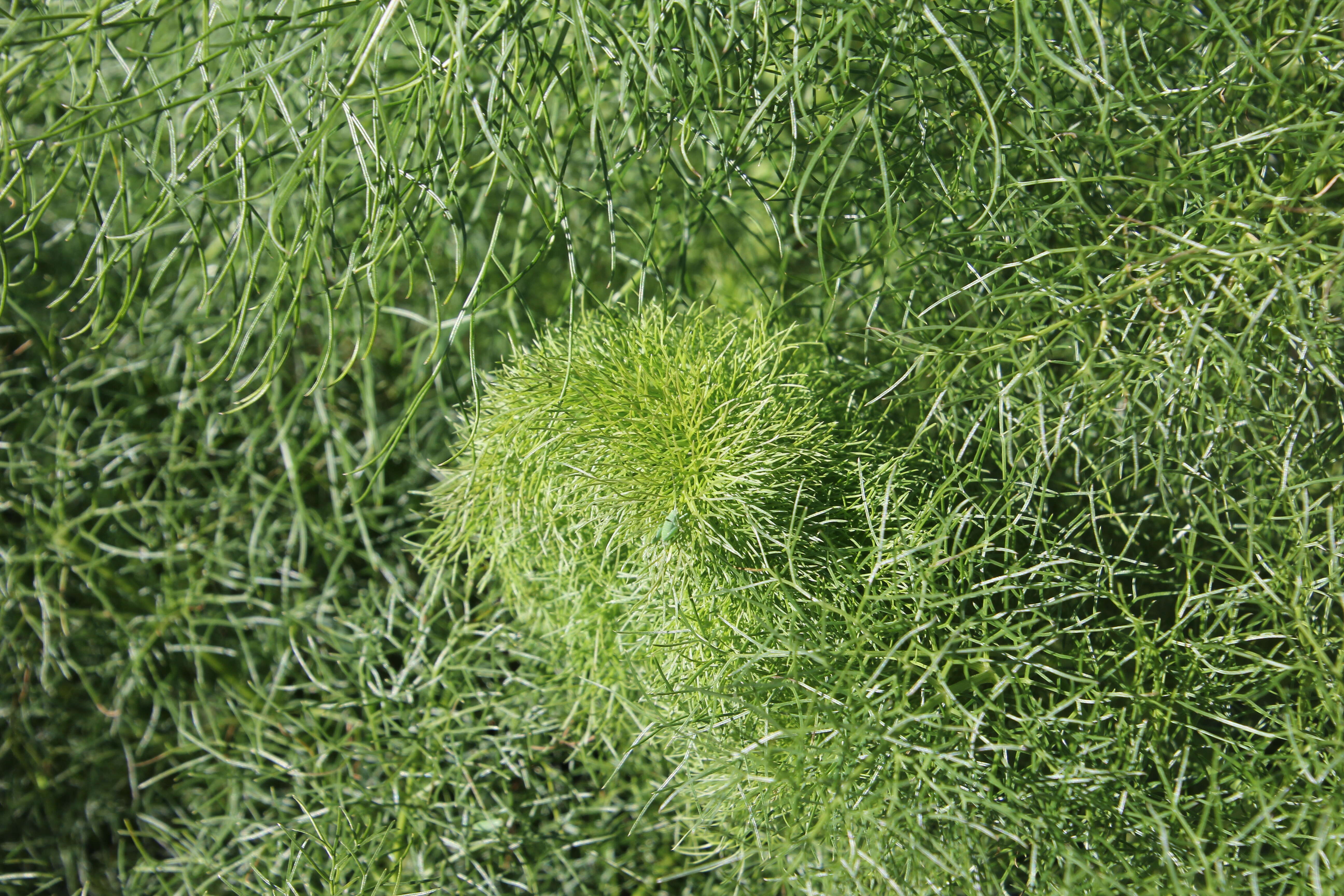 Image of Giant Fennel