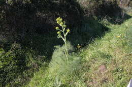 Image of Giant Fennel