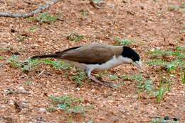 Image of Black-capped Social Weaver