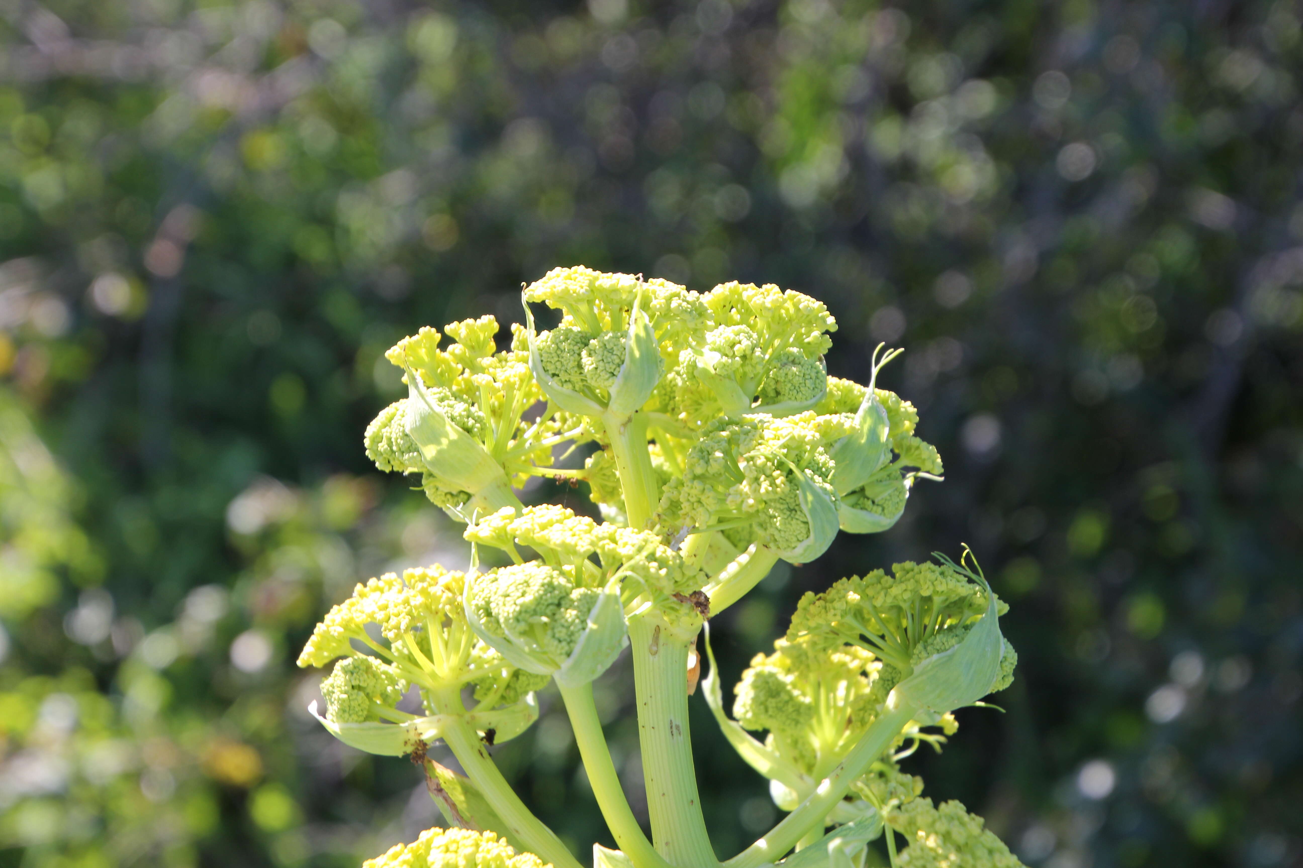 Image of Giant Fennel