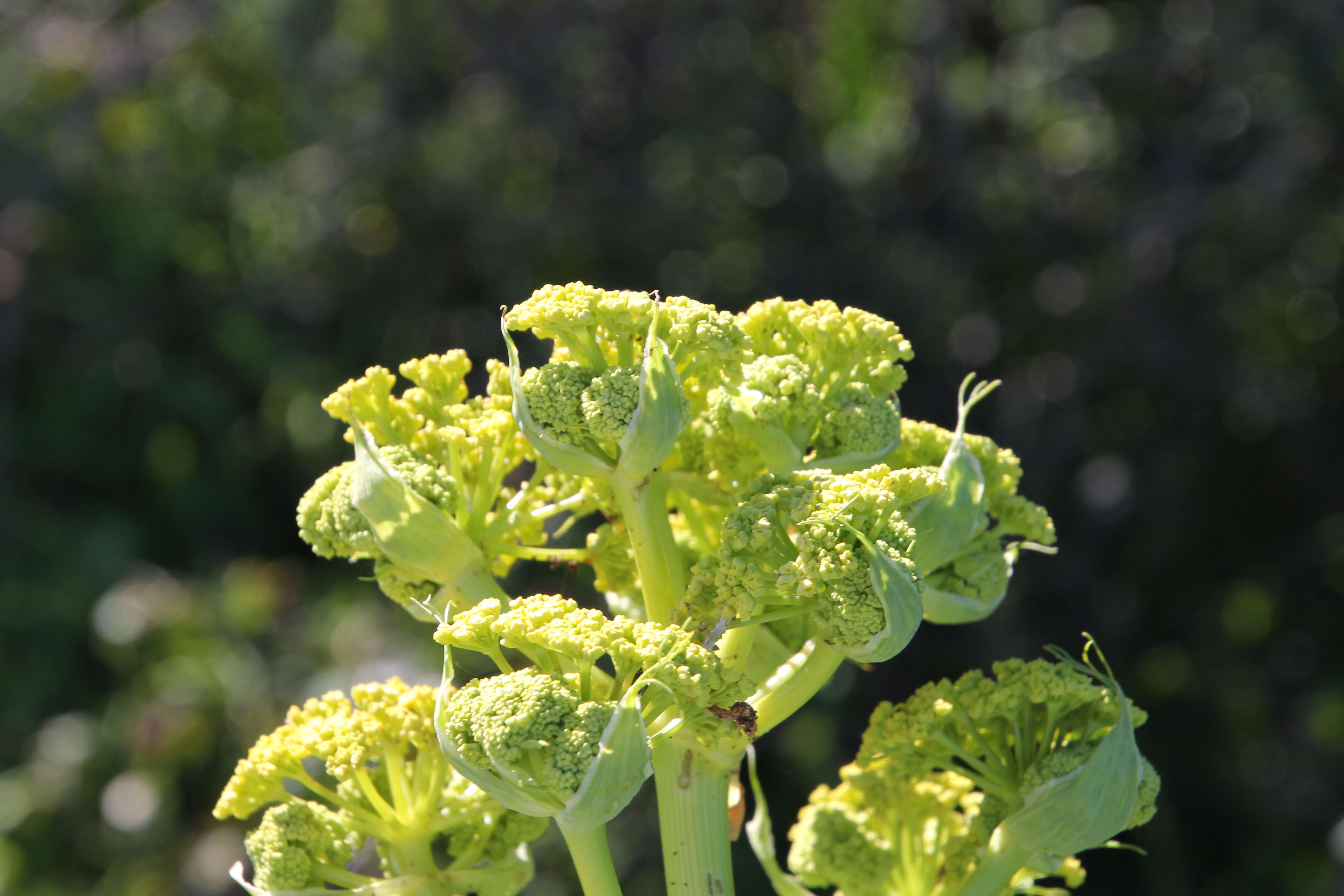 Image of Giant Fennel