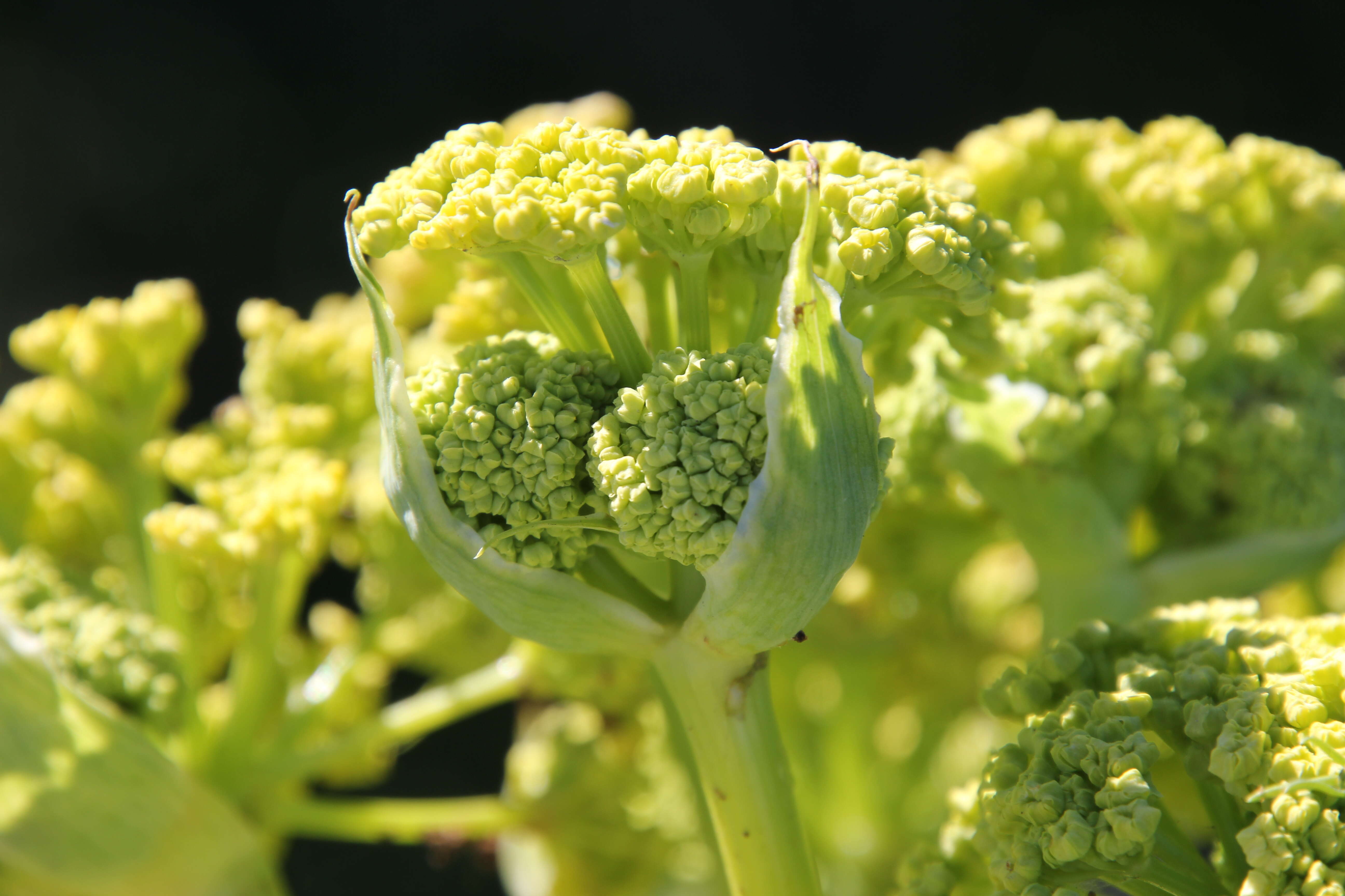 Image of Giant Fennel