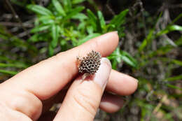 Image of thickleaf monardella