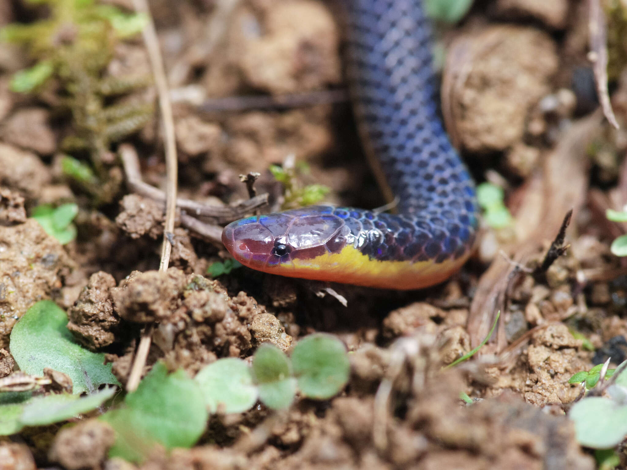 Image of Red-headed Reed Snake