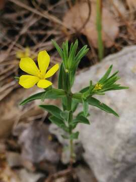 Слика од Linum nodiflorum L.