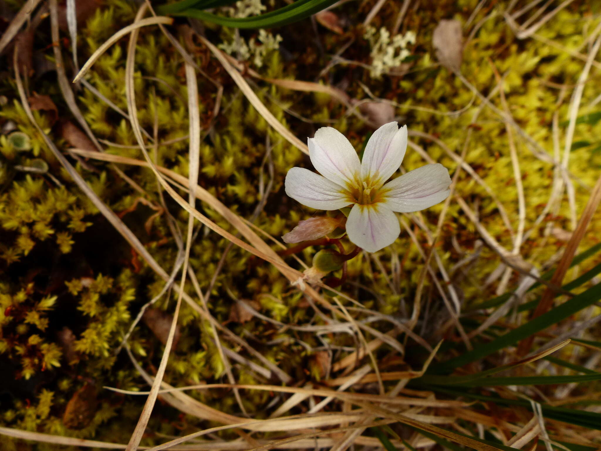 Claytonia sarmentosa C. A. Mey. resmi