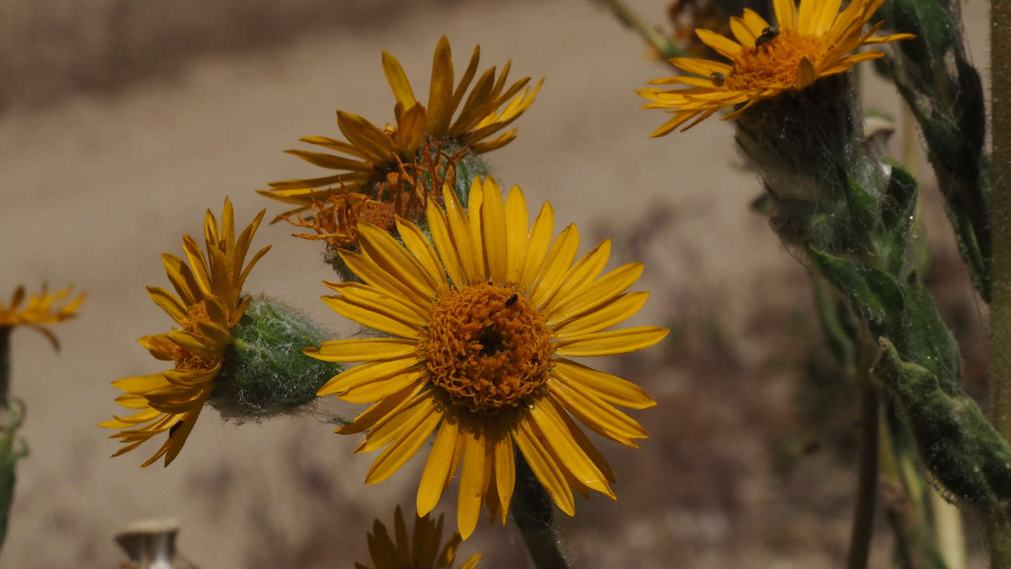 Plancia ëd Hulsea californica A. Gray