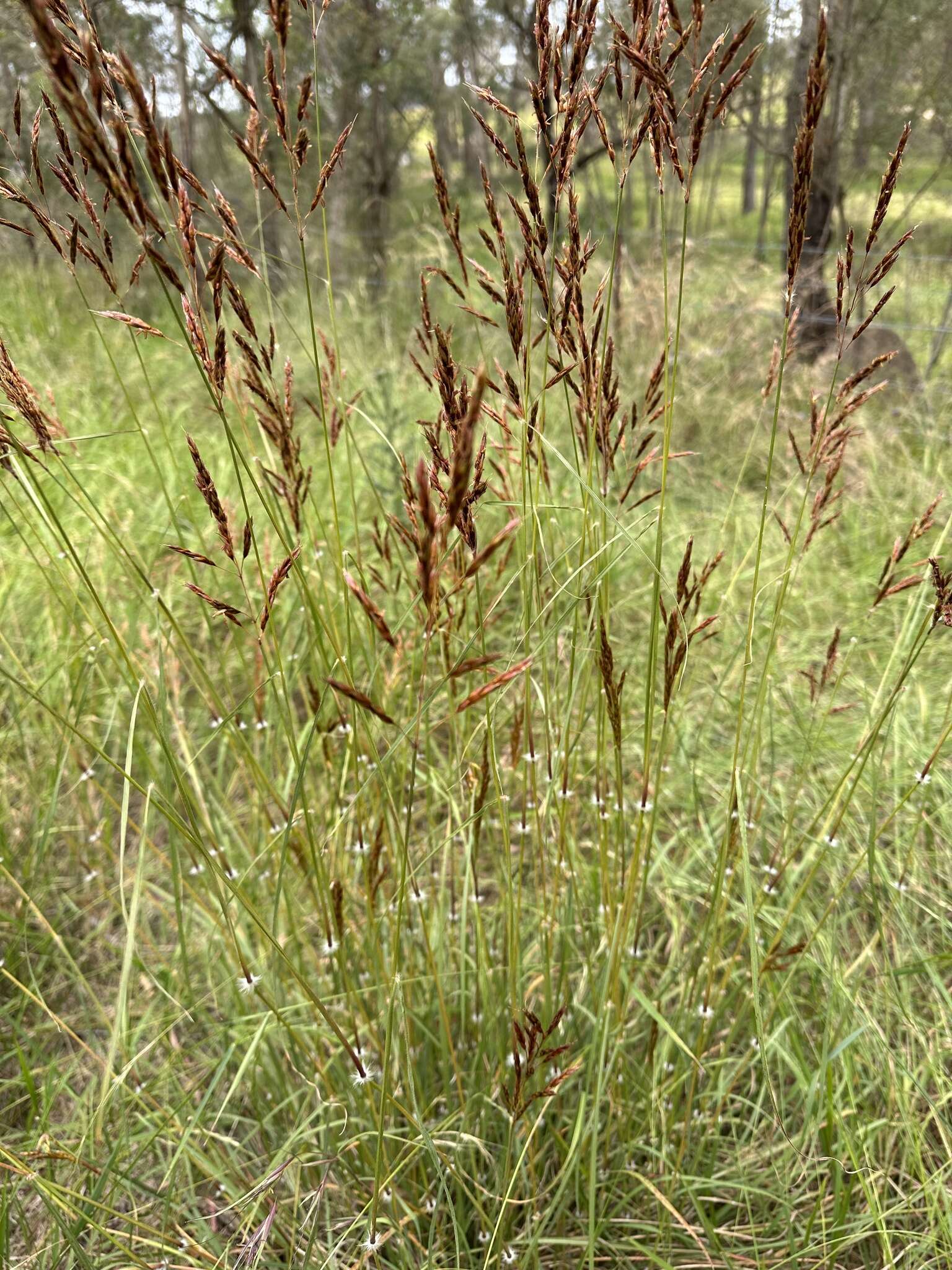 Imagem de Sorghum leiocladum (Hack.) C. E. Hubb.