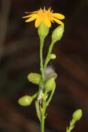 Image de Pityopsis graminifolia (Michx.) Nutt.