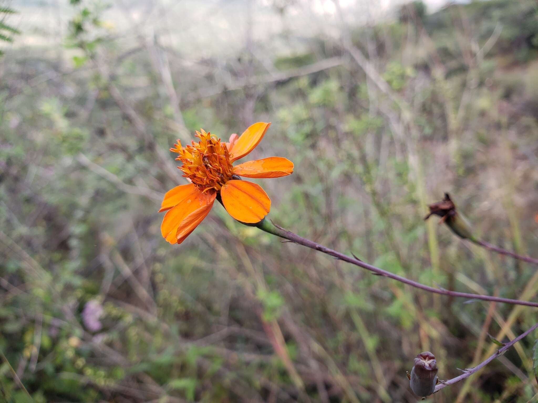 Image of Gymnolaena oaxacana (Greenm.) Rydb.