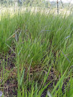 Image of spreading liverseed grass