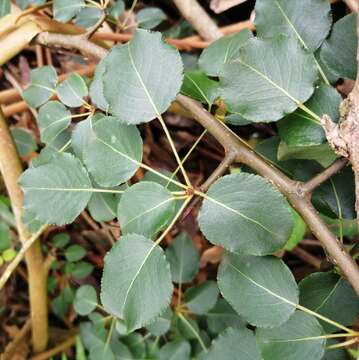 Imagem de Pyrus cordata Desv.