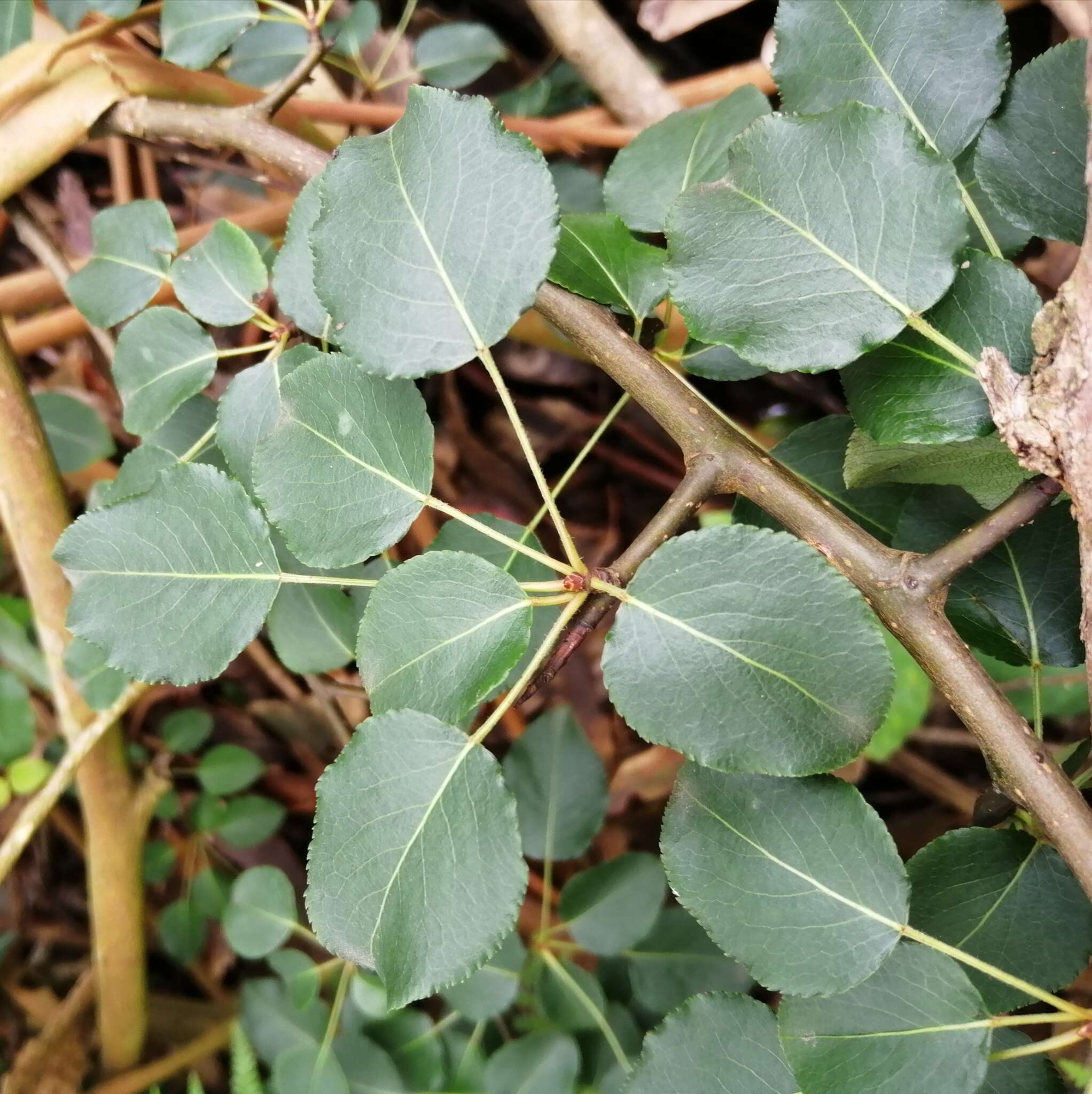 Plancia ëd Pyrus cordata Desv.