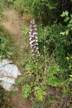 Imagem de Acanthus mollis L.