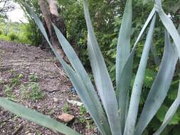 Agave americana var. oaxacensis Gentry resmi