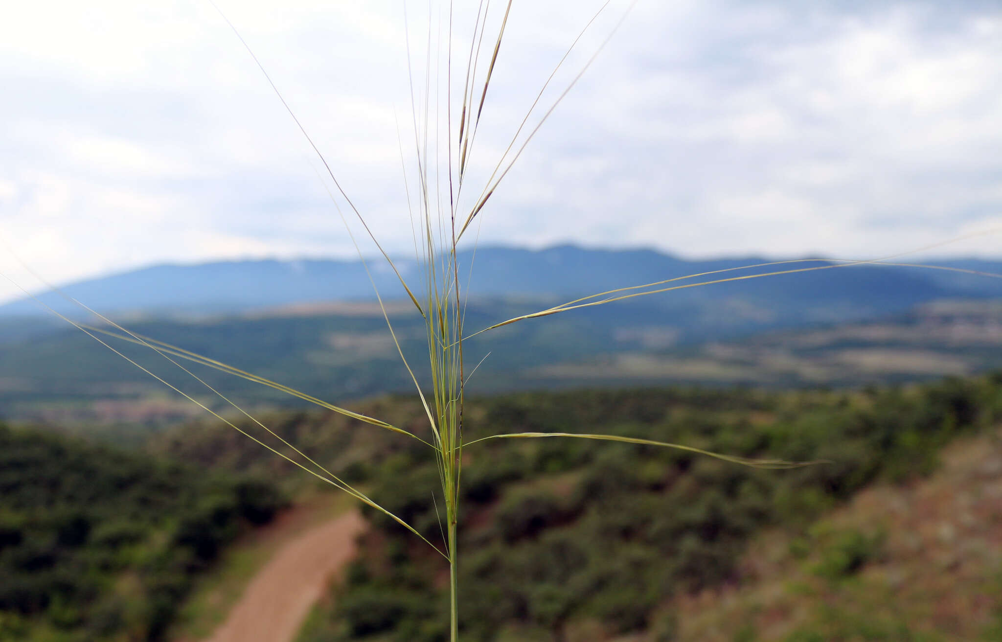 Stipa daghestanica Grossh. resmi