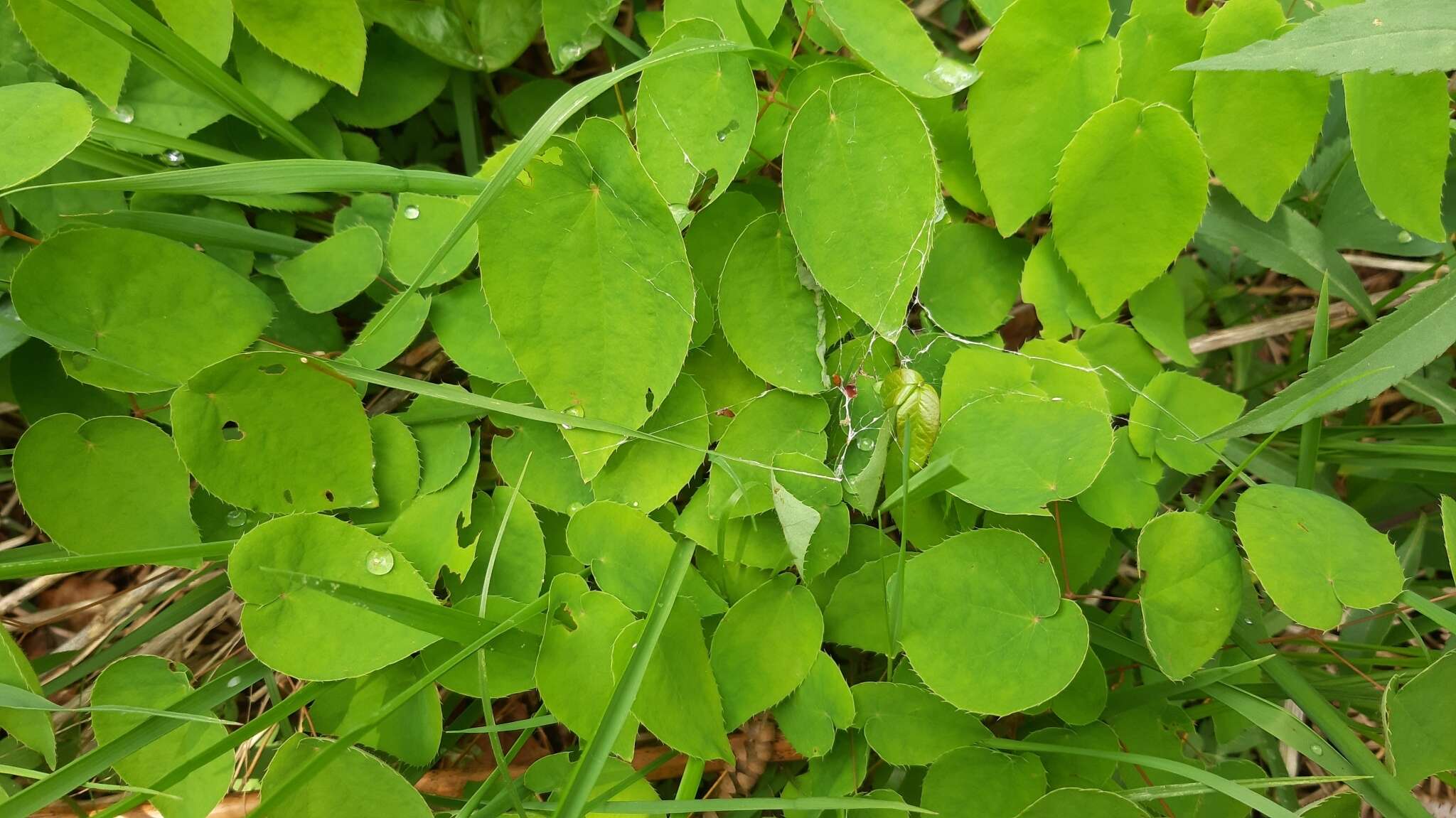 Image of Epimedium alpinum L.