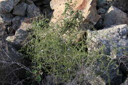 Image of Spiny Asparagus