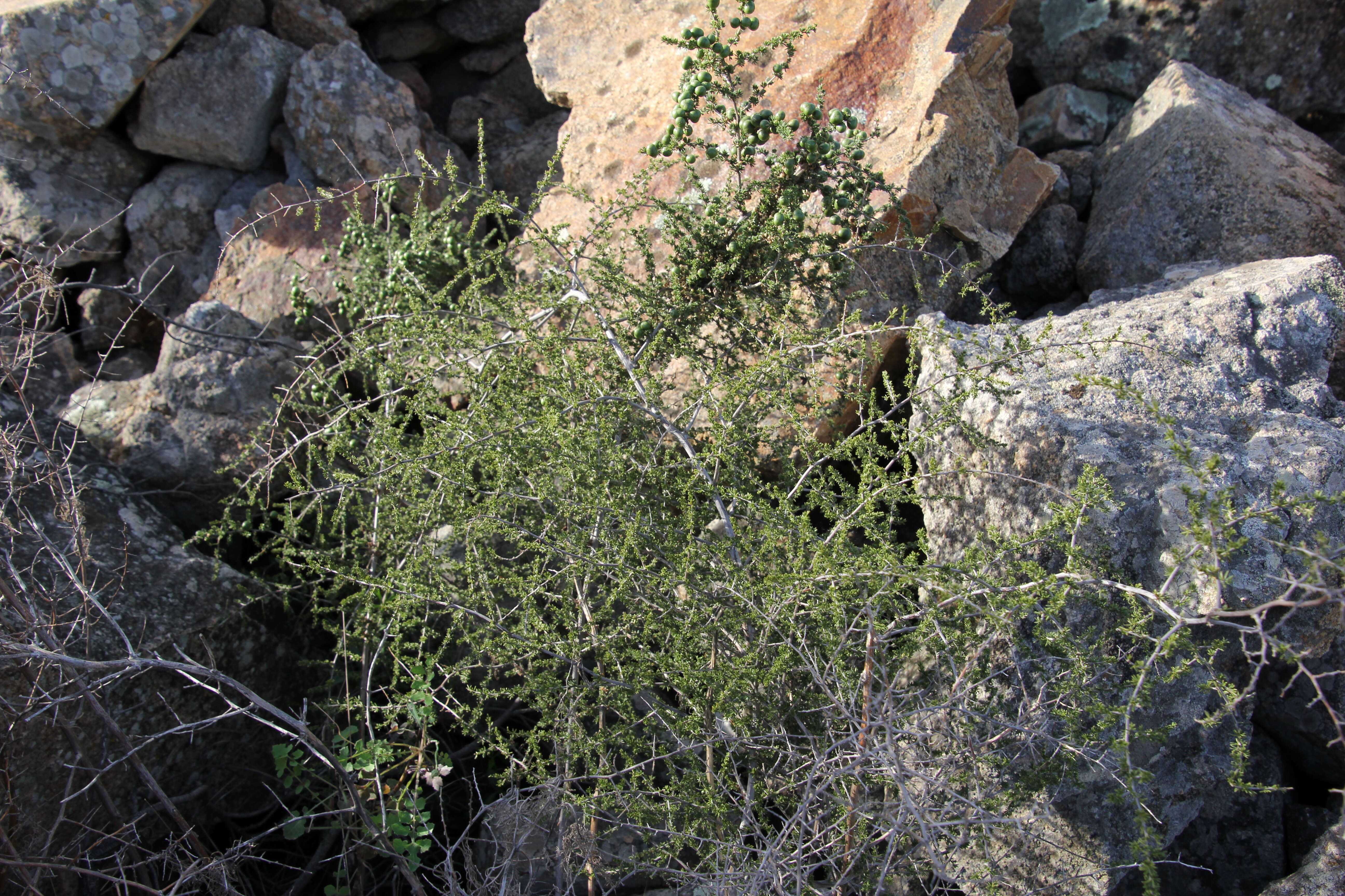 Image of Spiny Asparagus
