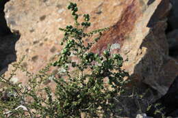 Image of Spiny Asparagus