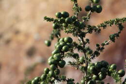 Image of Spiny Asparagus