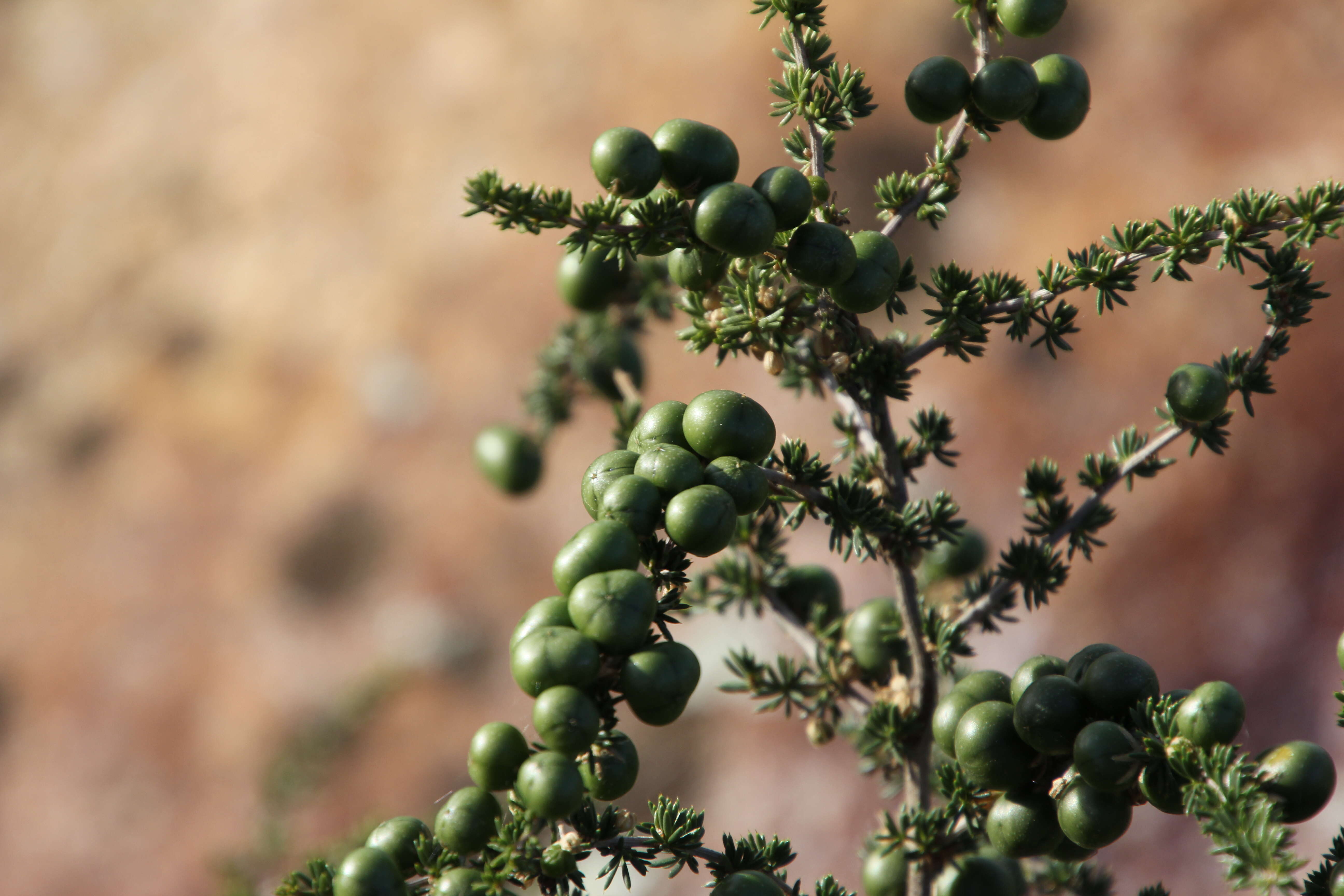 Image of Spiny Asparagus