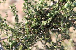Image of Spiny Asparagus