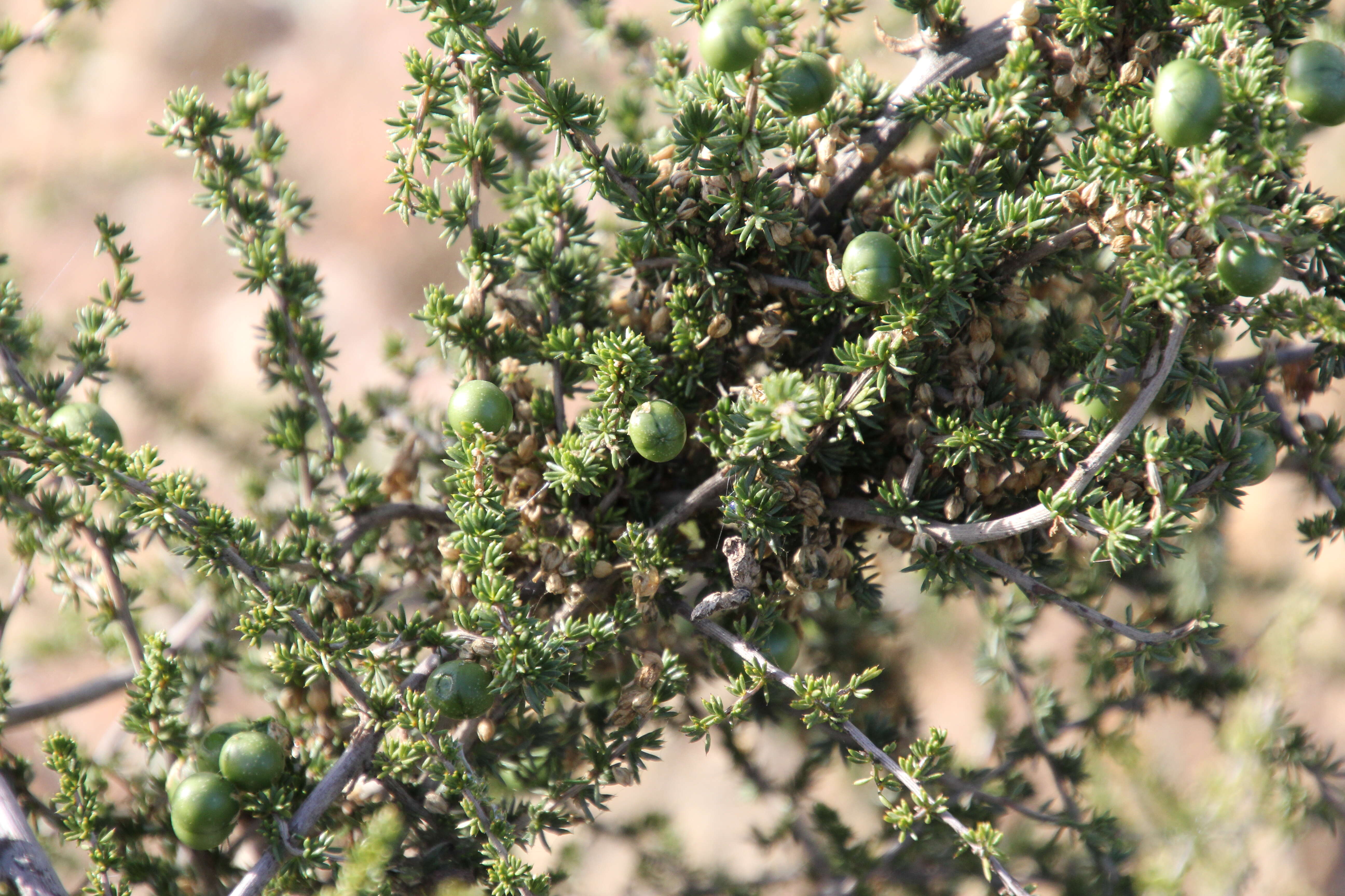Image of Spiny Asparagus