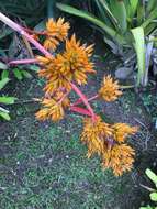 Image of Aechmea eurycorymbus Harms