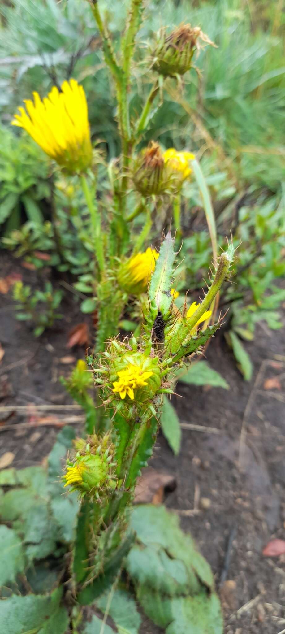 Sivun Berkheya rhapontica (DC.) Hutch. & Burtt Davy kuva