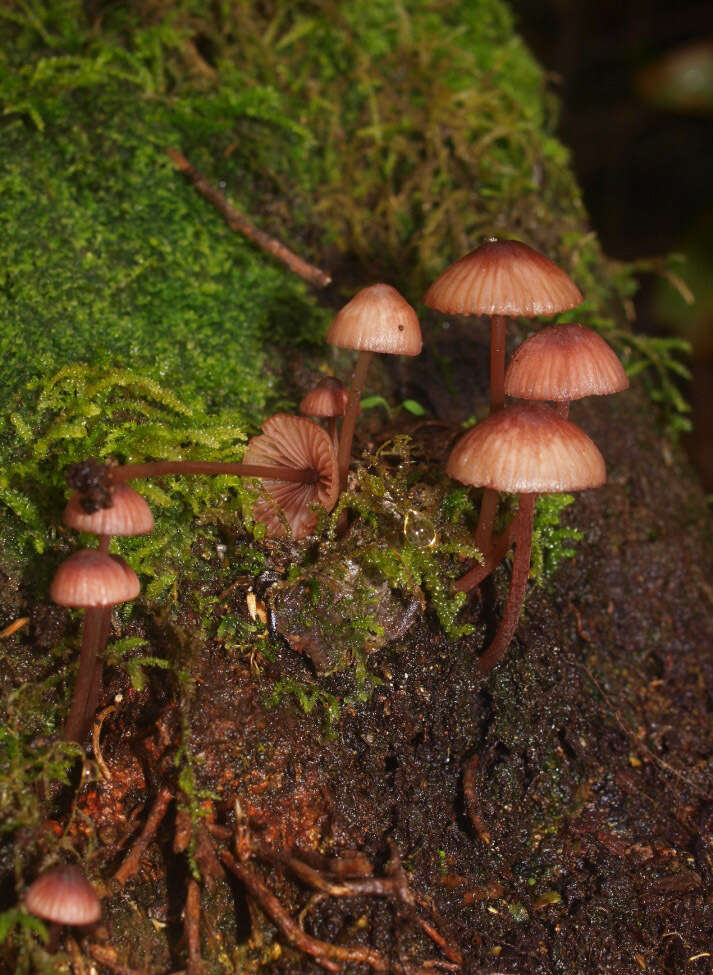 Plancia ëd Mycena mariae G. Stev. 1964