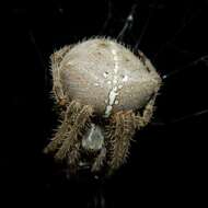 Image de Araneus gemma (McCook 1888)