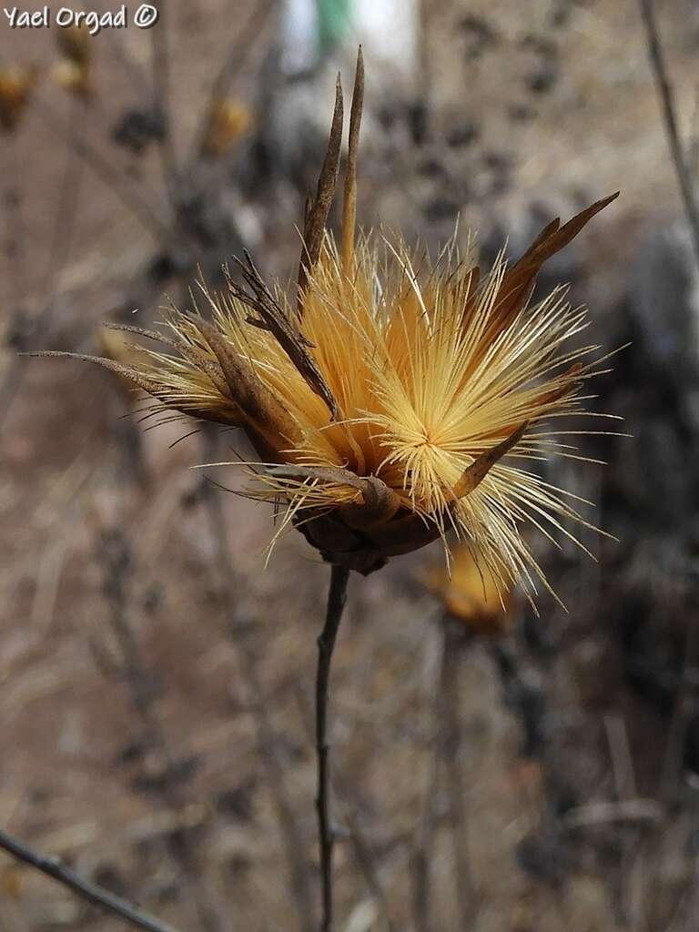 Image of Klasea cerinthifolia (Sm.) Greuter & Wagenitz