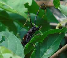 Imagem de Trachyderes (Dendrobias) mandibularis (Dupont 1834)