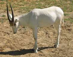 Image of Addax