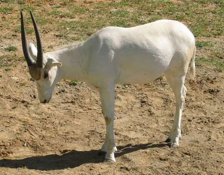 Image of Addax Laurillard 1841